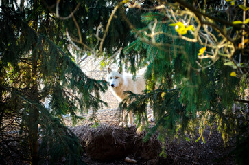 Arctic wolf behind the trees