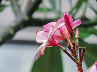 Plumeria rubra (little pinc frowers)