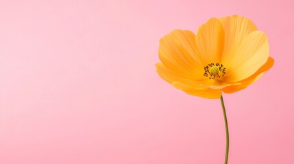 Naklejka premium A single yellow flower on a pink background
