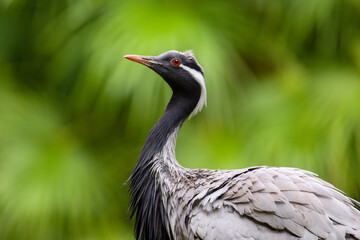 Portrait of a demoiselle crane. Anthropoides virgo, Bioparc, Doué la Fontaine, Doué en Anjou, Maine et Loire 49, Région Pays de la Loire, France, European Union, Europe