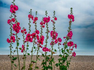 Red flowers on shingle beach