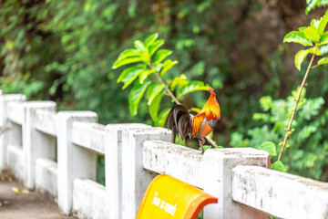 The nature of wild chickens with brightly colored feathers, fast moving birds, are often found in...