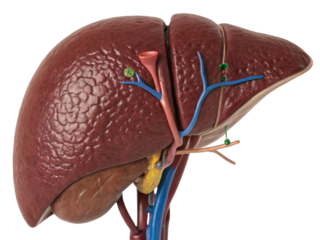 Human liver isolated on transparent background