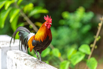 The nature of wild chickens with brightly colored feathers, fast moving birds, are often found in the mountains or farms that are operated as businesses and for the trade of eggs and meat.