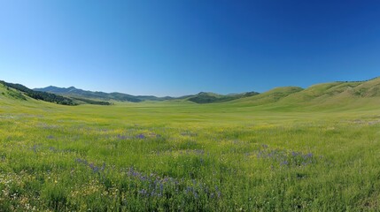 Fototapeta premium A vast green meadow under a clear blue sky with rolling hills and scattered wildflowers.