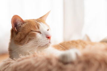 窓辺で眠る可愛い猫　茶トラ白	