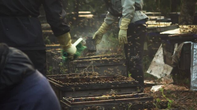 A beekeeper applying smoke to calm the bees and facilitate access to the hives. Bee Farm Honey Harvest - Mộc Ch&acirc;u, Sơn La Province, Vietnam.
