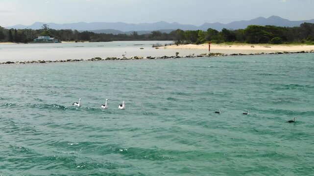 Pelicans gracefully floating on waters of Bellinger River, Urunga in Australia. Aerial drone orbiting, low flight