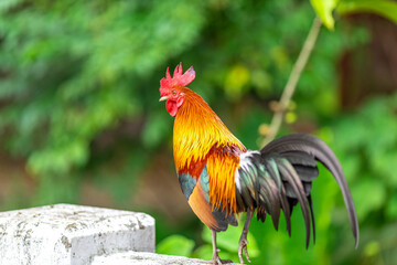 The nature of wild chickens with brightly colored feathers, fast moving birds, are often found in...