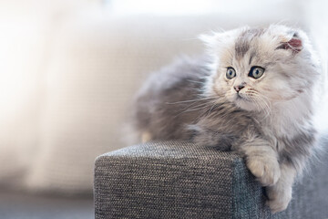 Little gray Munchkin kitten on the sofa