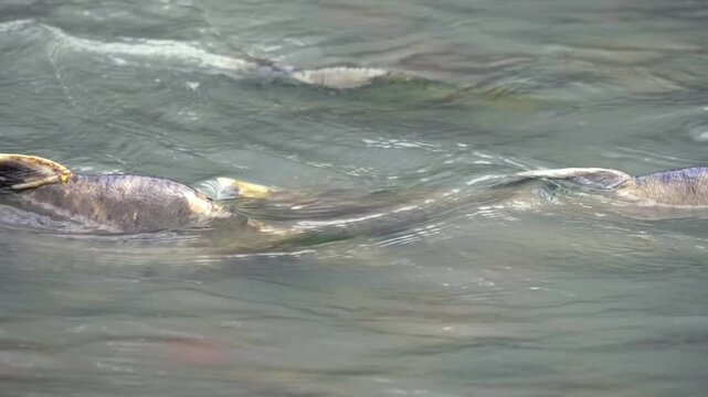 Close up tracking shot of male humpback salmon swimming during spawning season