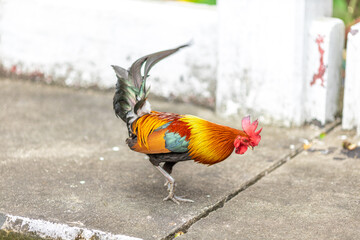 The nature of wild chickens with brightly colored feathers, fast moving birds, are often found in...
