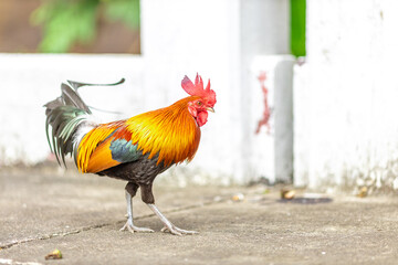 The nature of wild chickens with brightly colored feathers, fast moving birds, are often found in the mountains or farms that are operated as businesses and for the trade of eggs and meat.