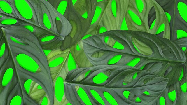 Swiss cheese plant leaves transition collection on green screen background