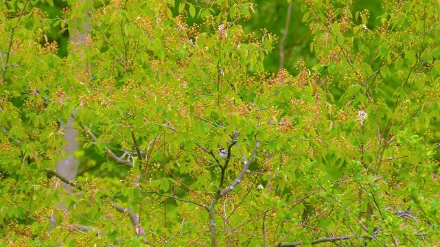 Chestnut-sided warbler songbird sits on a vibrant green tree and flies away