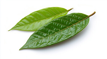 Obraz premium Isolated Green Cocoa Leaf on Pure White Background, Vibrant Tropical Plant Image for Natural Design Themes