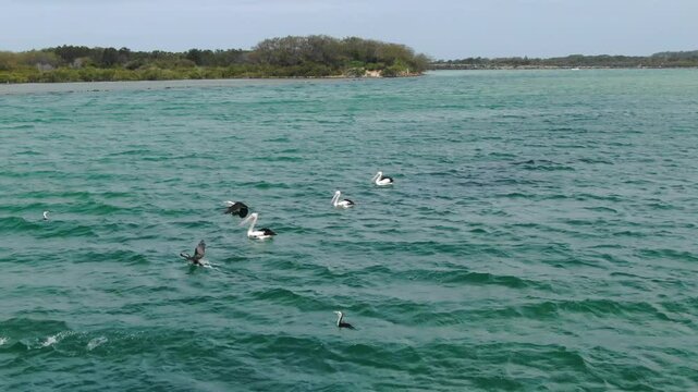 Pelicans floating on water surface of Bellinger River, Australia. Aerial drone at low altitude