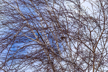 Bare birch branches with catkins in wind in winter. Betula. Young birch tree against sky. Contrasting natural background
