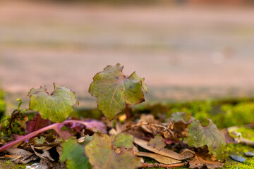 Lush green leaves emerging from autumn foliage on a wooden surface in a natural setting