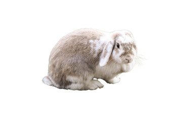 A small white and brown lop eared rabbit isolated on a transparent png background