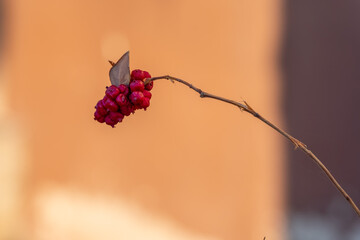Bright red berries cling to a slender branch against a warm, blurred background during autumn's...