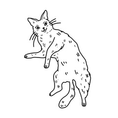 Vector illustration of fluffy cat with cute smile and long whiskers lying on his back on white background. For children's coloring books and veterinary clinic design