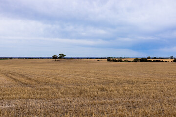 Field
