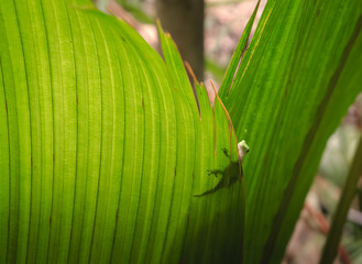 Un piccolo geko messo in posa