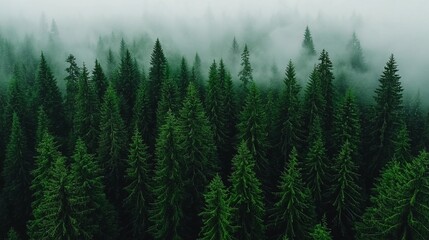 Fototapeta premium A forest of evergreen trees in the middle of a foggy forest