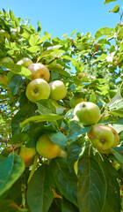 Apple, tree and nature with agriculture, sky and leaves with sustainability for food production in countryside. Organic fruit, outdoor and eco friendly farm in low angle, crops and export in France