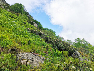 Mountain scenery. Slope with rhododendron