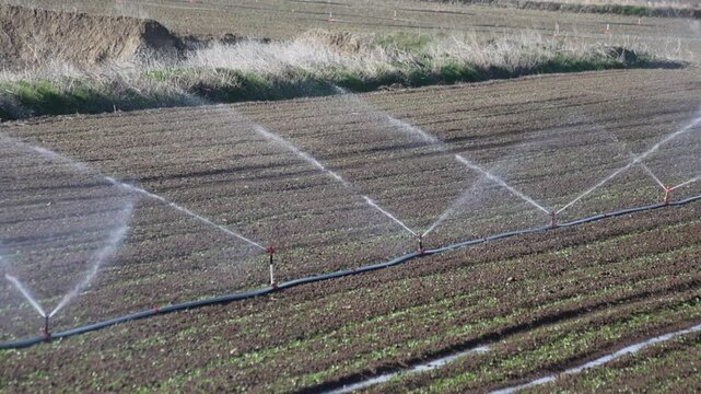 Sprinkler irrigation system watering a radish field
