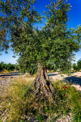 Olive tree