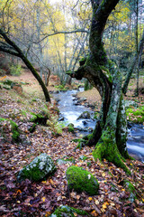 Arroyo en el Abedular de Canencia
