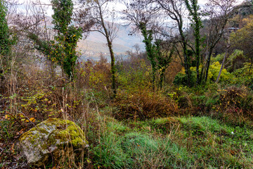 Otoño en el Castañar de Rozas de Puerto Real
