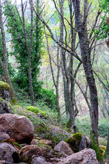 Vegetación en el Valle de Iruelas