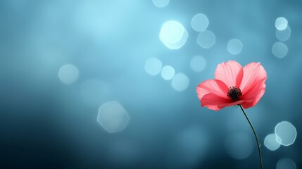 Obraz premium A single pink flower on a blue background