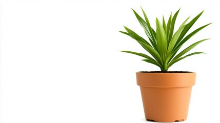 A potted plant with green leaves on a white background