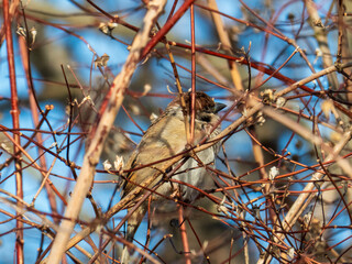 Small Sparrow Perched Among Bare Winter Branches During Clear Daytime