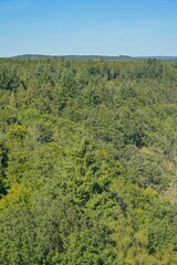 Obraz premium Gesunder Mischwald nahe Orscholz bei Mettlach, Saarland, Deutschland