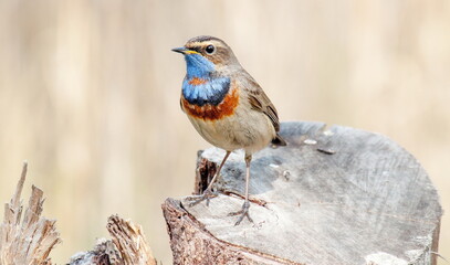 robin on a branch
