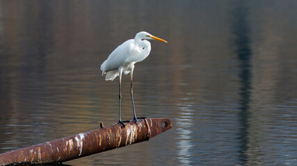 great blue heron