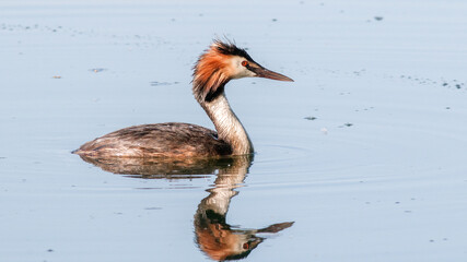 great crested grebe