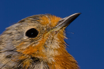 Gran Canaria robin Erithacus marionae. The Nublo Rural Park. Tejeda. Gran Canaria. Canary Islands. Spain.