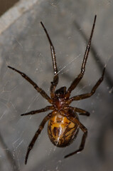 Noble false widow Steatoda nobilis. Gran Canaria. Canary Islands. Spain.