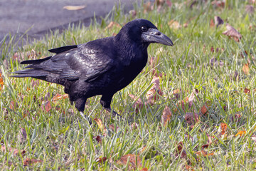 Portrait of a black crow in an autumn meadow. Corvus Corvidae.