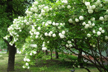 Bush of Viburnum opulus roseum in full bloom in May
