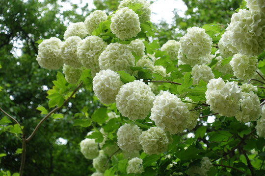 Plenitude of white flowers of Viburnum opulus roseum in May
