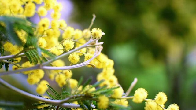 Branch of yellow fluffy mimosa flowers slowly sways in the wind on blurred background of nature and green tree leaves in spring garden. Blossoming plant with tender hairy balls flower