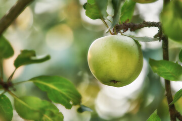 Green apple, tree and orchard at farm, closeup or leaves for food production with sustainability in countryside. Organic fruit, growth and eco friendly agriculture in nature, crops or export in Italy